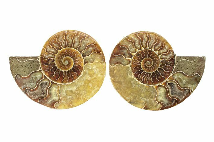 Cut & Polished, Agatized Ammonite Fossil - Madagascar #270274